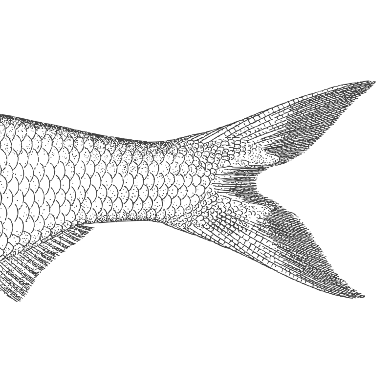 Le restaurant - Restaurant Terrasse La Rochelle - Brasserie La Rochelle - Restaurant Poisson La rochelle - L'O à La Bouche - Restaurant La Rochelle - bon restaurant LA ROCHELLE